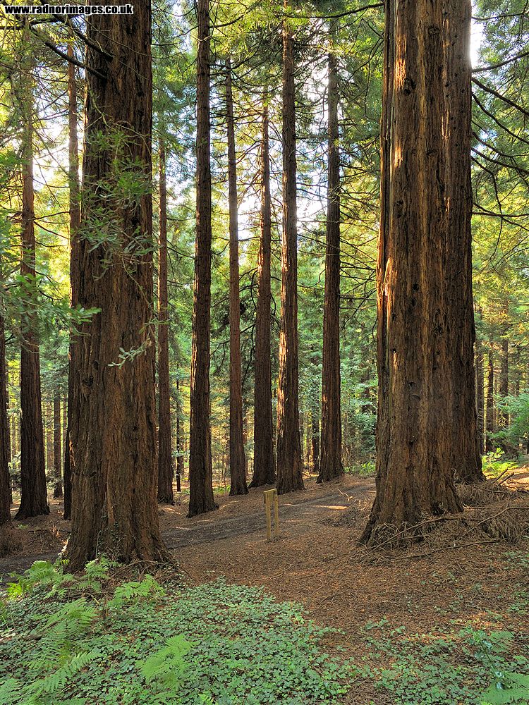 Leighton Arboretum