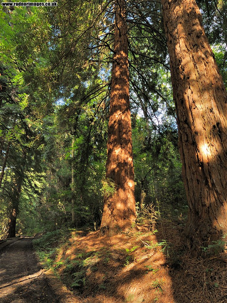 Leighton Arboretum