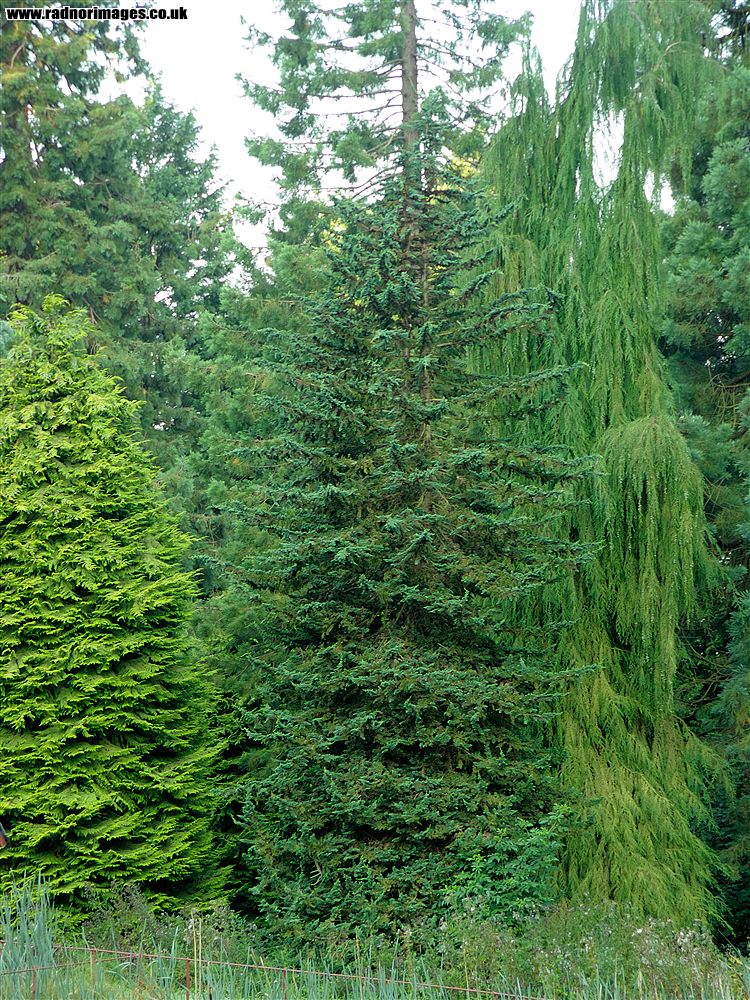 Leighton Arboretum
