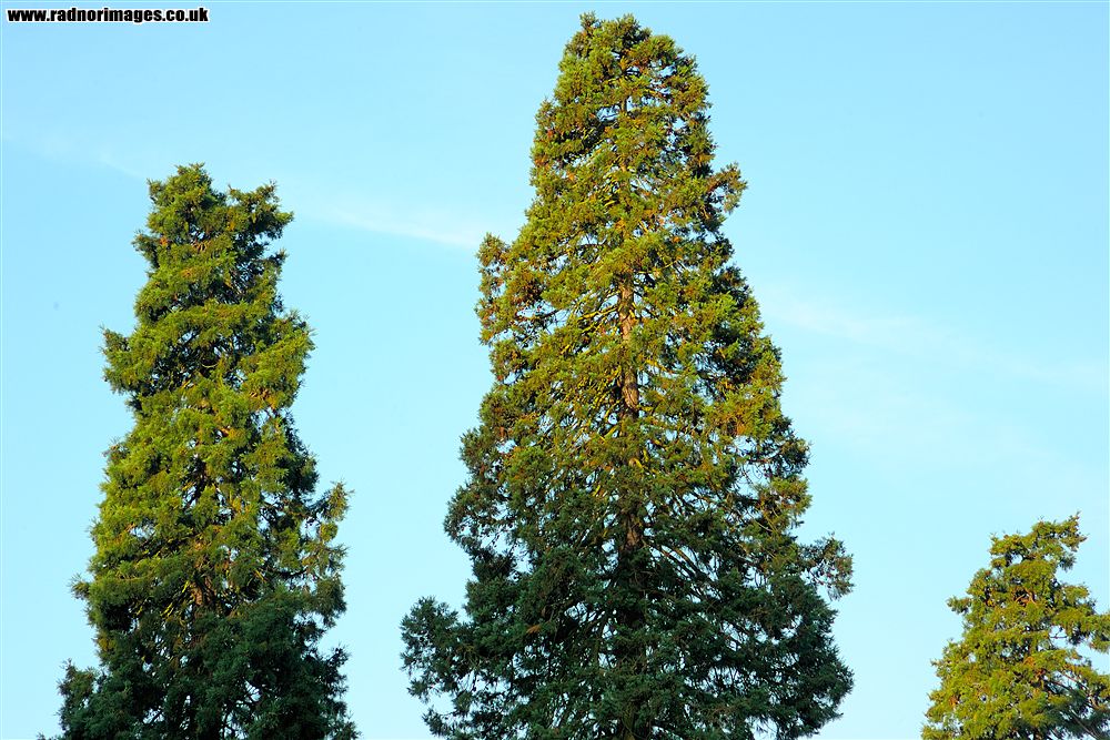 Leighton Arboretum