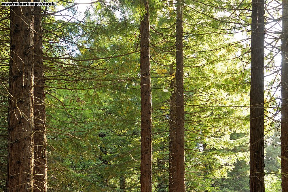 Leighton Arboretum