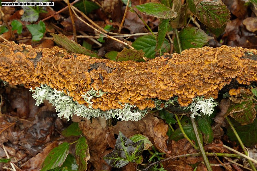Lichen and Fungus