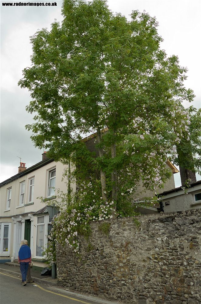 Llandovery
