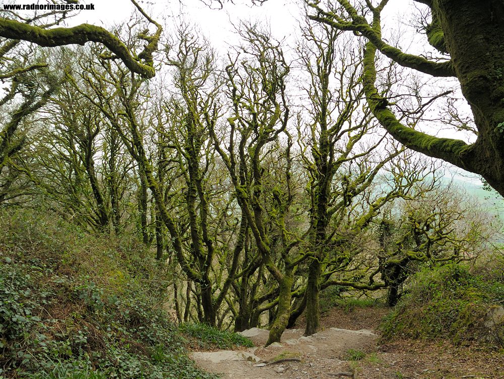 Lough Hyne