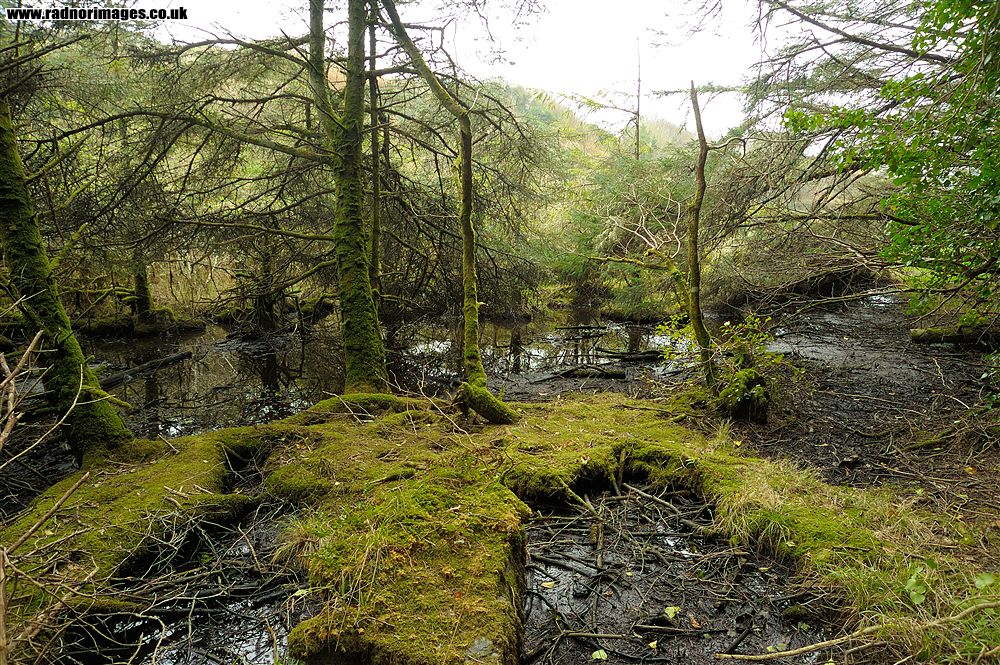 Lough Hyne