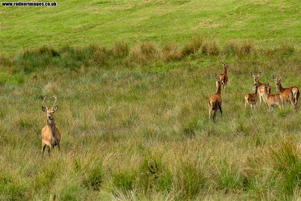 Margam Park