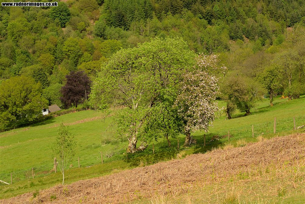 Mynydd Bach Trecastell