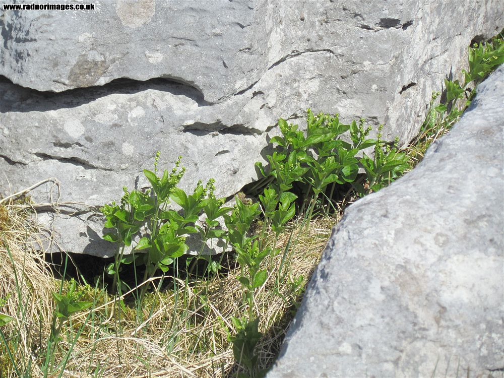 Ogof Ffynnon Ddu