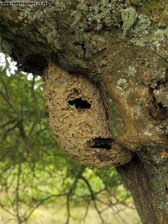 Old Bees Nest