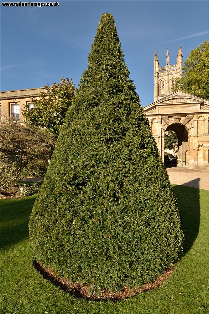Oxford