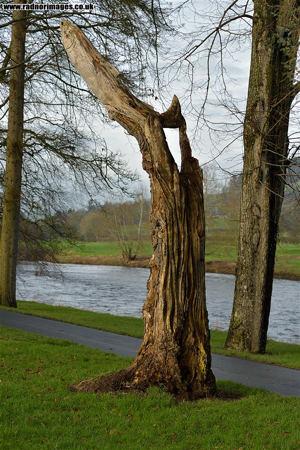 Tree Stump Sculpture