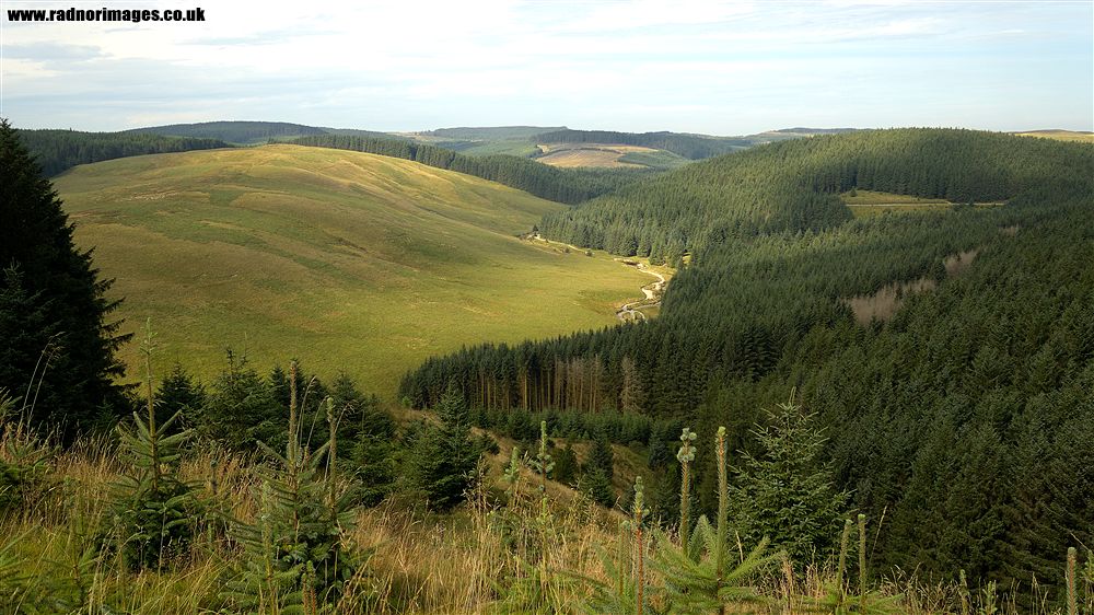 Tywi Forest