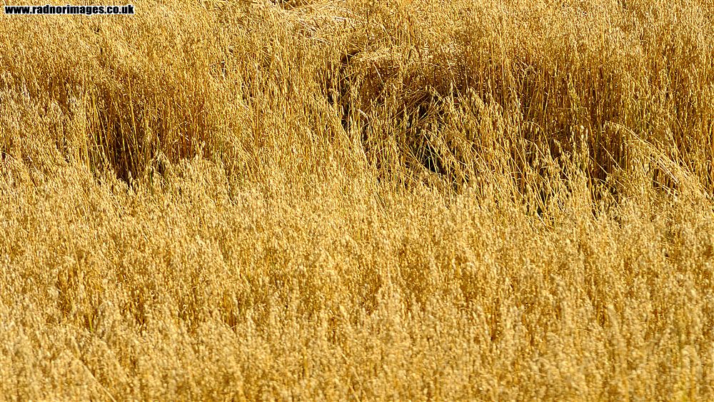 Welshpool & Llanfair Light Railway