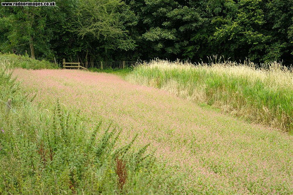 Welshpool & Llanfair Light Railway