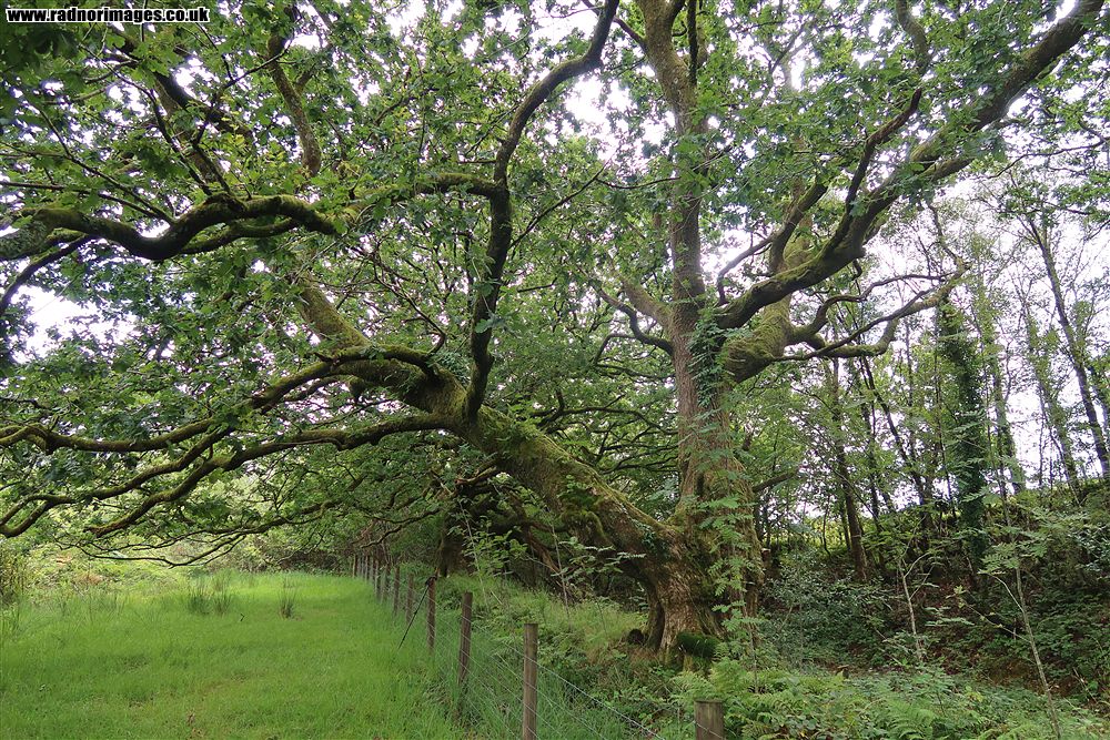 Ystrad Fawr Nature Reserve