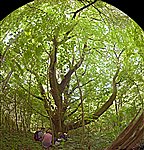 Large Oak Pollard