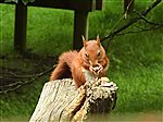 British Wildlife Centre