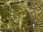 Lichens on Larch Trees