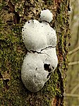 Fungus on Tree Trunk