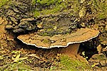 Fungus on Oak