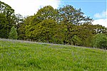 Vicarage Meadows