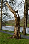 Tree Stump Sculpture