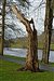 Builth Wells, Tree Stump Sculpture